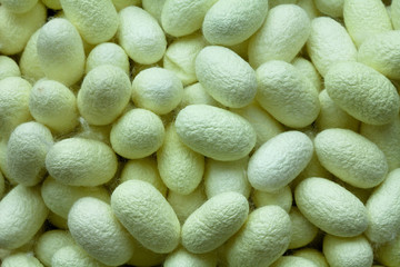 Silk Cocoon of Manipulation of genes at green