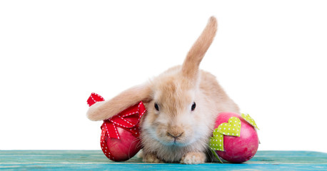 easter bunny and eggs