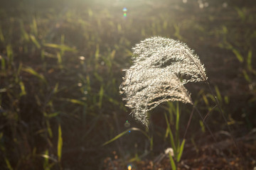 Reed against the sunset. Shallow depth of field in Wupo Korea 