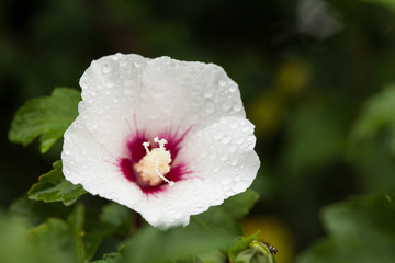 Rose of sharon in national flower of Korea with dewdrop