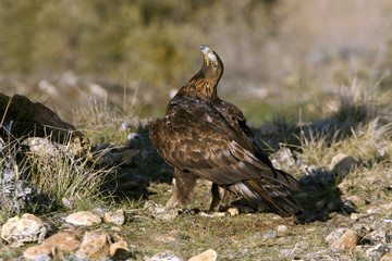 Adult female of Aquila chrysaetos, Golden eagle
