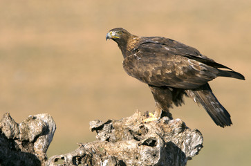Adut male of Aquila chrysaetos, Golden eagle