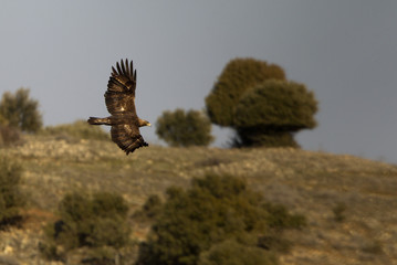 Adult female of Aquila chrysaetos, Golden eagle