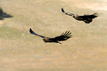 Male and female of Aquila chrysaetos. Golden eagle