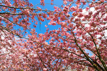 Cherry tree blossom