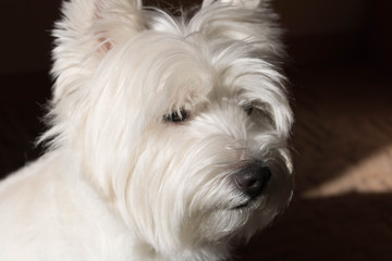 The West highland white Terrier sits on a rug