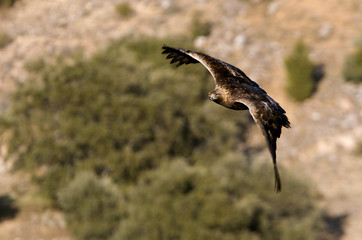 Adult female of Aquila chrysaetos, Golden eagle