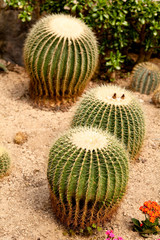 Cactus Mexicon