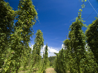 View to green hop field with tied plants prepared for harvesting.