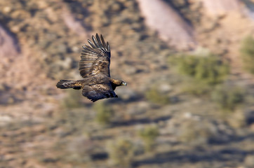 Adult female of Aquila chrysaetos, Golden eagle