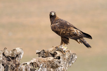 Adut male of Aquila chrysaetos, Golden eagle