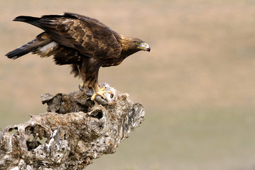 Adut male of Aquila chrysaetos, Golden eagle