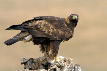 Adut male of Aquila chrysaetos, Golden eagle