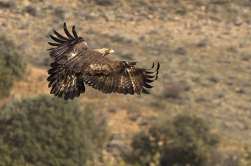 Adult female of Aquila chrysaetos, Golden eagle