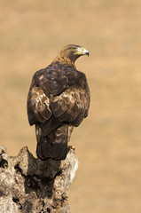 Adut male of Aquila chrysaetos, Golden eagle