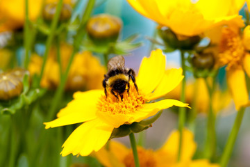 Bumble Bee in a yellow calendula officinalis. pot marigold
