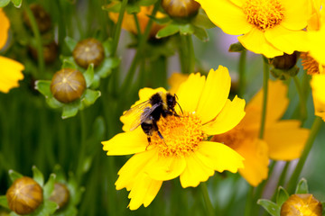 Bumble Bee in a yellow calendula officinalis. pot marigold.