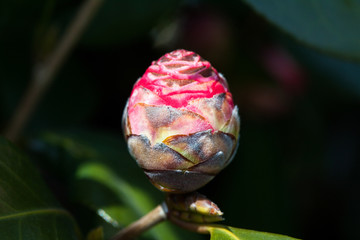 Camellia flower in korea