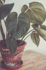 Monstera flower in brown ceramic pot. Single plant standing on rustic wood, neutral background. Trendy and hipster interior flower. Vintage filter. Shallow depth of field.