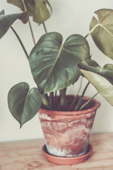 Monstera flower in brown ceramic pot. Single plant standing on rustic wood, neutral background. Trendy and hipster interior flower. Vintage filter. Shallow depth of field.