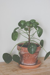 Pilea peperomioides, money plant, in brown ceramic pot. Single plant standing on rustic wood, neutral grey background.