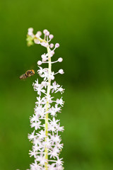 WASP flying at summer sweet flower 