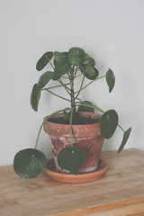 Pilea peperomioides, money plant, in brown ceramic pot. Single plant standing on rustic wood, neutral grey background.