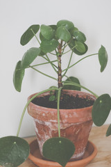 Pilea peperomioides, money plant, in brown ceramic pot. Single plant standing on rustic wood, neutral grey background.