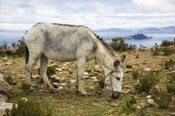 Isla del Sol on lake Titicaca in Bolivia