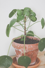 Pilea peperomioides, money plant, in brown ceramic pot. Single plant standing on rustic wood, neutral grey background.