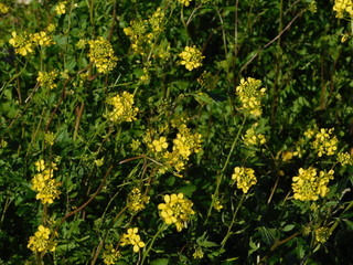 Yellow flowers of a wild sinapis or mustard plant in Attica, Greece