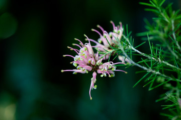 Spider flower or pink queen. Cleome spinosa jacq, Country of origin Australia