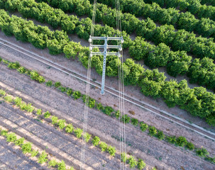 Aerial view of electrical tower and orange trees