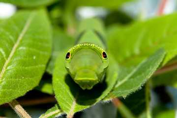 Swallowtai lavar in South Korea. Papilio machaon