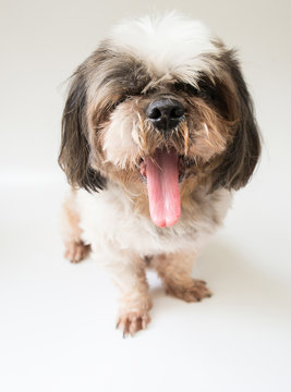 Shih Tzu Dog Standing On A White Background.