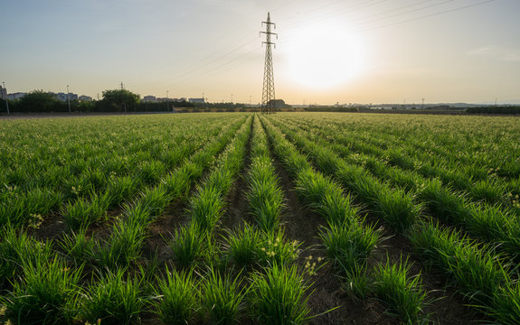 Tiger Nut Plantation And Electric Power