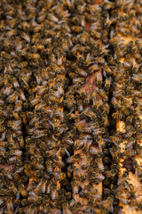 Working bees on the honeycomb with sweet honey 