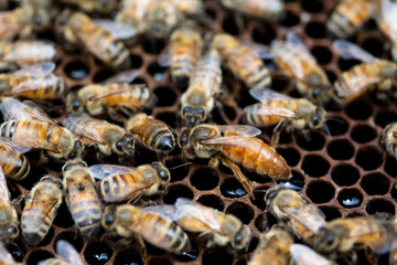 Working bees on the honeycomb with sweet honey 