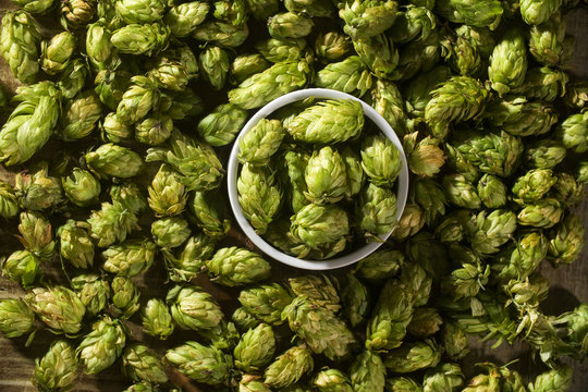 Some Hops on top of the view.