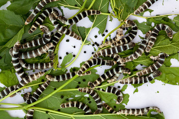 Silkworm eating mulberry green leaf 