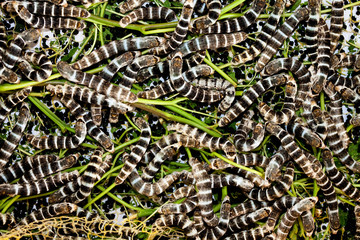 Silkworm eating mulberry green leaf 