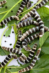 Silkworm eating mulberry green leaf 