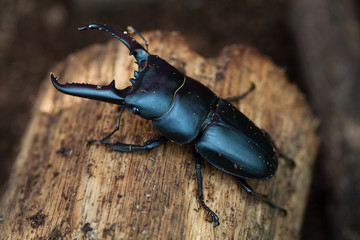 Stag beetle Male 