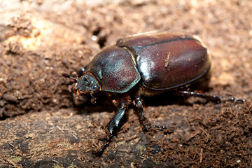  Rhinoceros beetle Male female