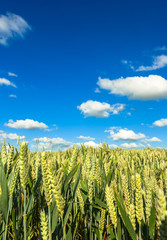 Wheat Crop