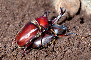 Mating Rhinoceros beetles