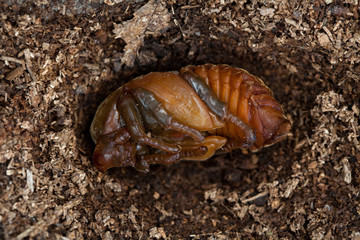 Rhinoceros beetle larva at pupal stage 