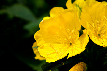 Oenothera odorata flower. Evening primerose in korea, Dalmaji flower