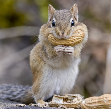 Chipmunk with a Peanut