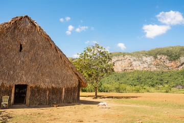 Dryer for tobacco in the valley of Vinales (Cuba)